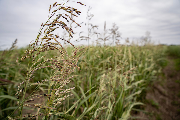 Forage sorghum plot tour set for Aug. 20 in Bushland