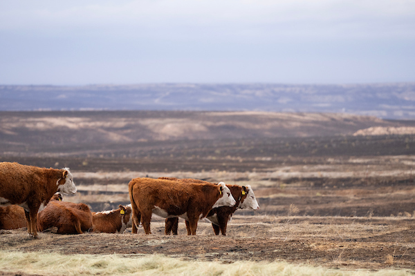 Hereford cattle graze on hay in a field burned by the Smokehouse Creek Fire.