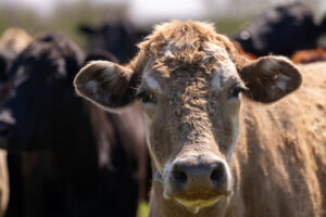 A cow looks at a camera at a ranch.