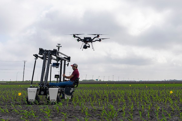 A man is demonstrating machinery and a drone on a corn plot.