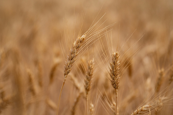 Grain grading workshops set for Aug. 28 and Aug. 29 in Canyon