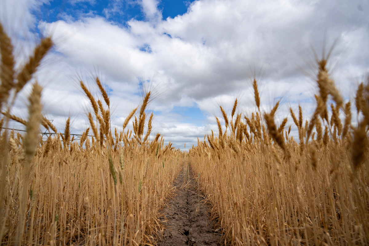 Top wheat ‘Picks’ list released by AgriLife Extension