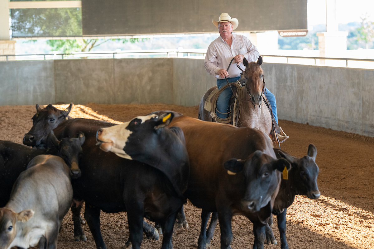 Cow-calf producers weigh options for herd replacements