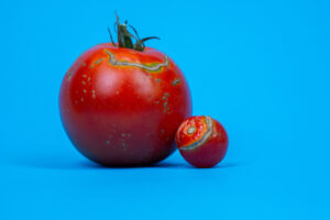 A large and small tomato against a bright blue background. Both tomatoes show splits in their skin as a result of too much soil moisture,