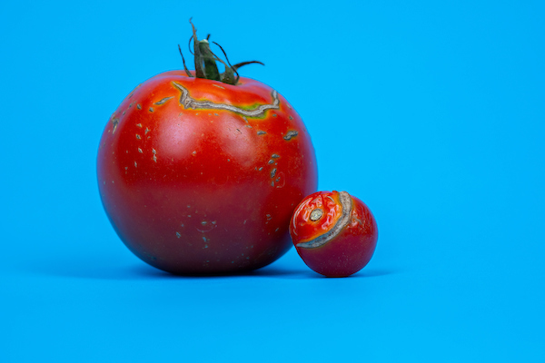 The best time to pick produce, keep tomatoes from splitting