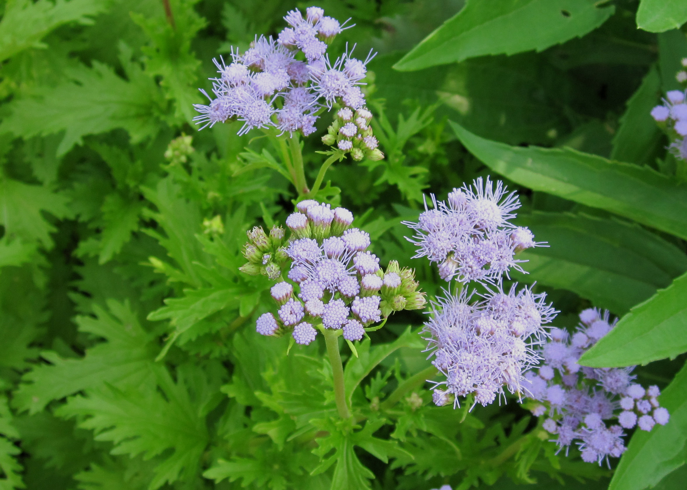 Gregg’s blue mistflower newest Texas Superstar