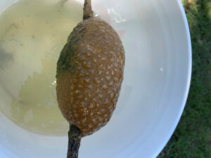 A bryozoan attached to a stick.