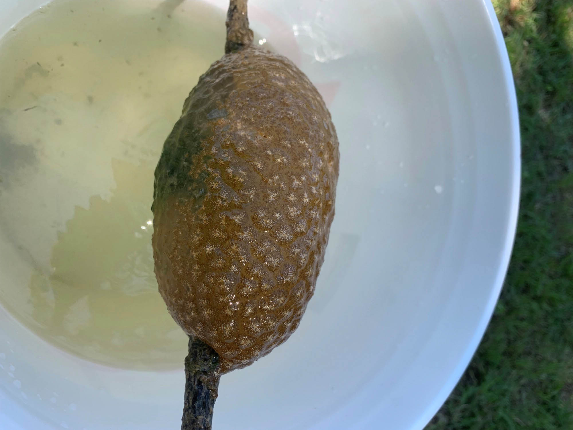 Unraveling the mystery of Texas’ cryptic freshwater blobs