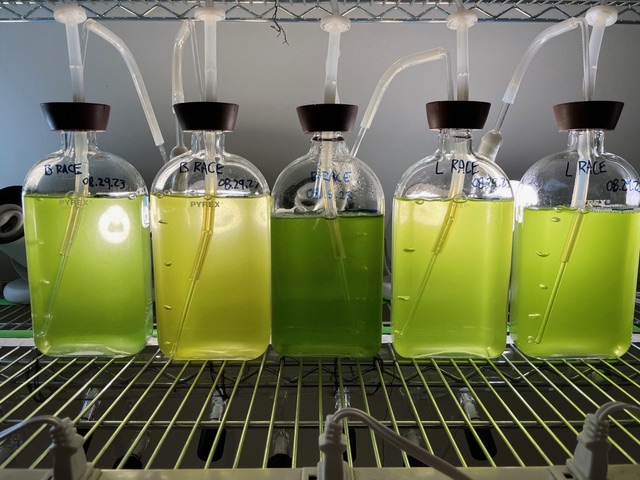 Key biofuel-producing microalga believed to be a single species is actually three