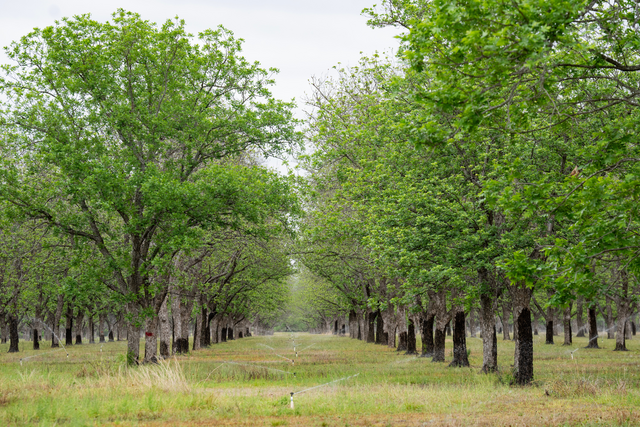 Texas tree care challenges focus of new arborist on plant pathology team