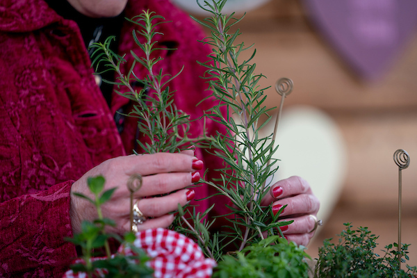 Herb gardening tips for Texas