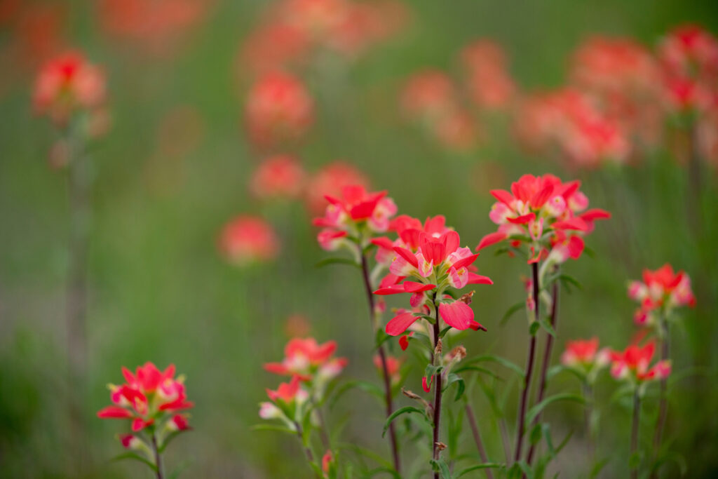 Closeup of Indian paintbrush wildflowers.