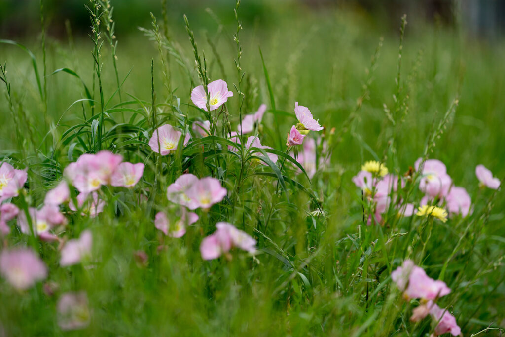 Evening primrose wildflowers in a field.