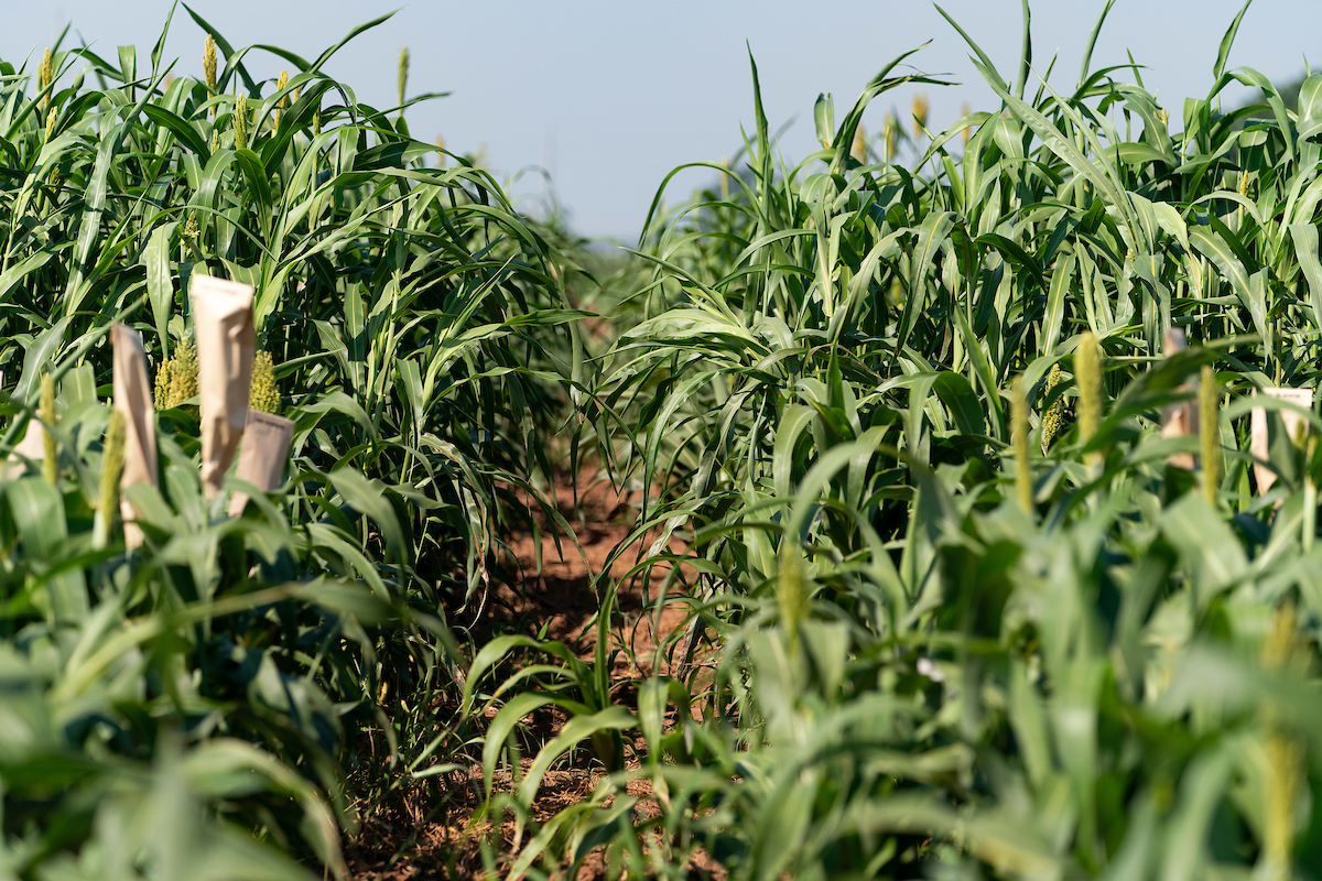 Texas A&M AgriLife researchers identify novel approach to minimize nitrogen loss in crops