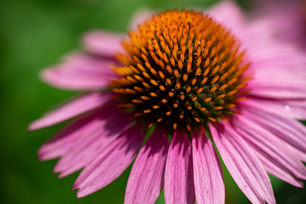 Extreme closeup of purple coneflower bloom.