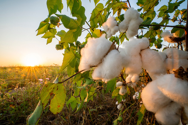 Climate-Smart Cotton Field Day set for Sept. 18 in Plainview