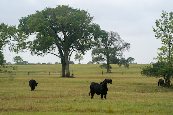 Ranchers Leasing Workshop slated for Sept. 23 in Crockett