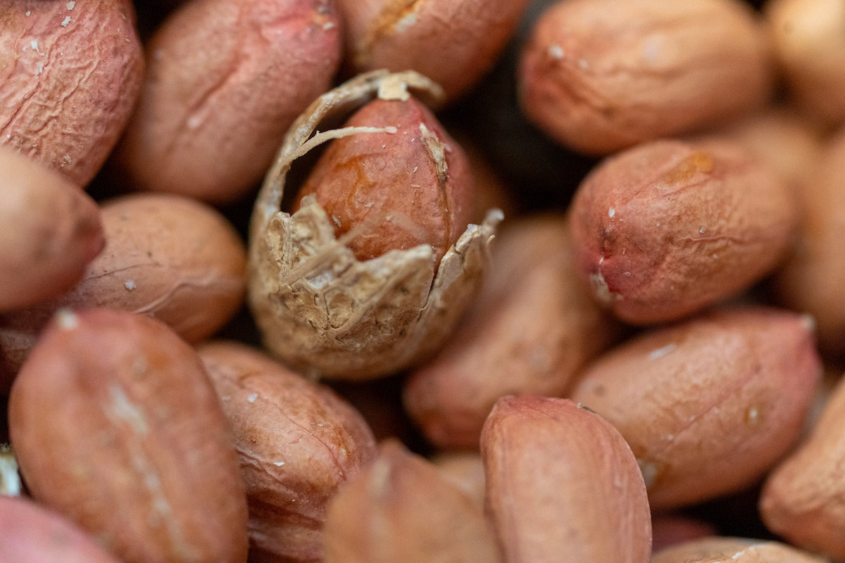 Texas A&M AgriLife to develop market for high-oil peanuts