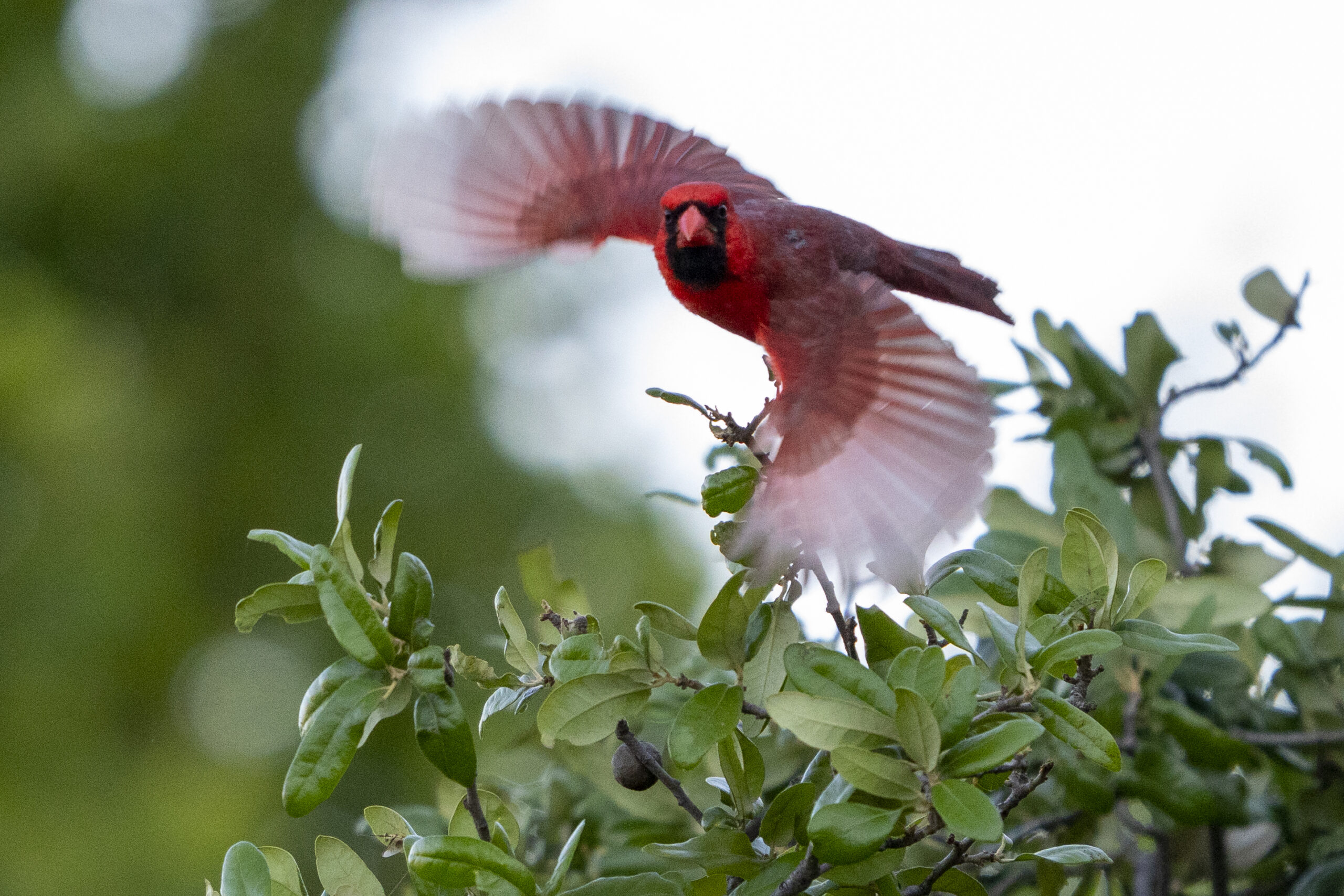 Three ways to protect migratory birds this fall