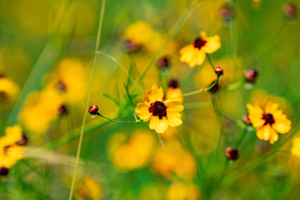 Closeup of tickseed wildflower in a field.