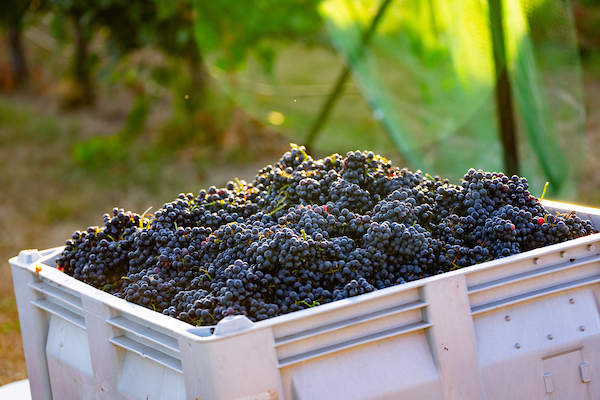 Recently harvested Texas red grapes sit in a large storage tub in a vineyard.