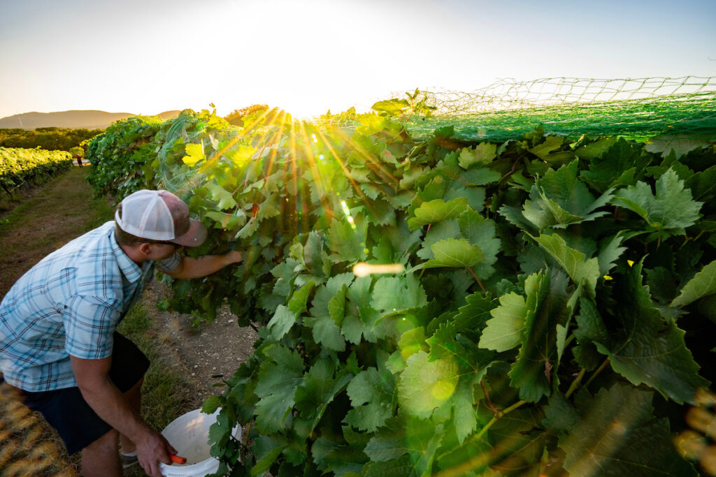 A man harvesting grapes at a vineyard. 