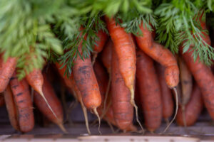 A bunch of carrots freshly pulled from the earth with soil still on them