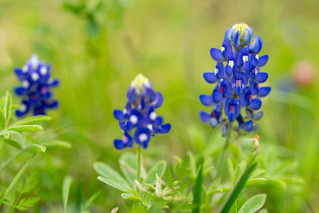 Closeup of bluebonnets.