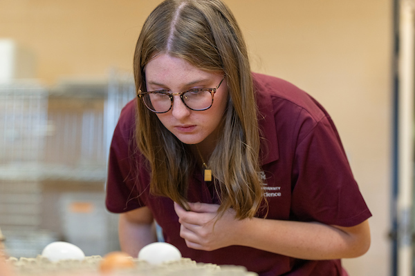 Madison Perkins, a Texas A&M Poultry Science student exams an egg. The young woman wears glasses and a maroon shirt