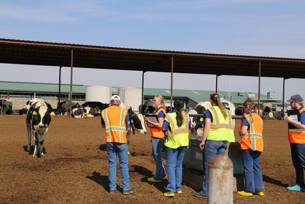 a group of students dressed in yellow and orange vests stand in the pen with dairy cows and all have clipboards in their hands