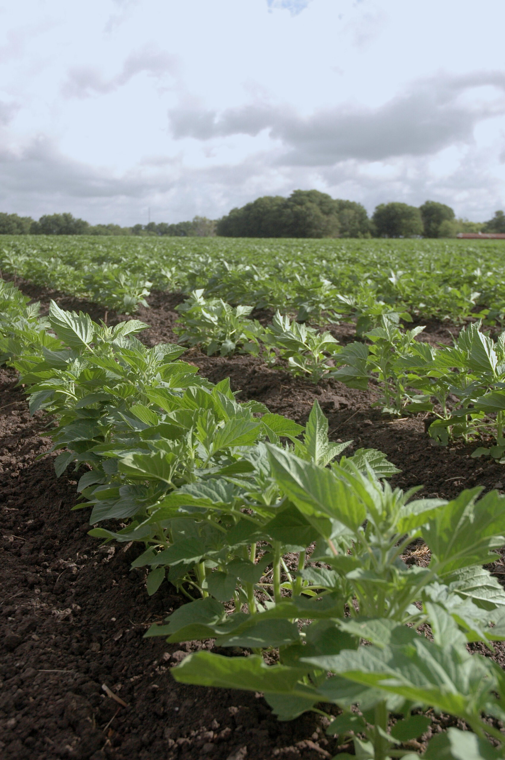 Alternative crops offer options when weather doesn’t cooperate