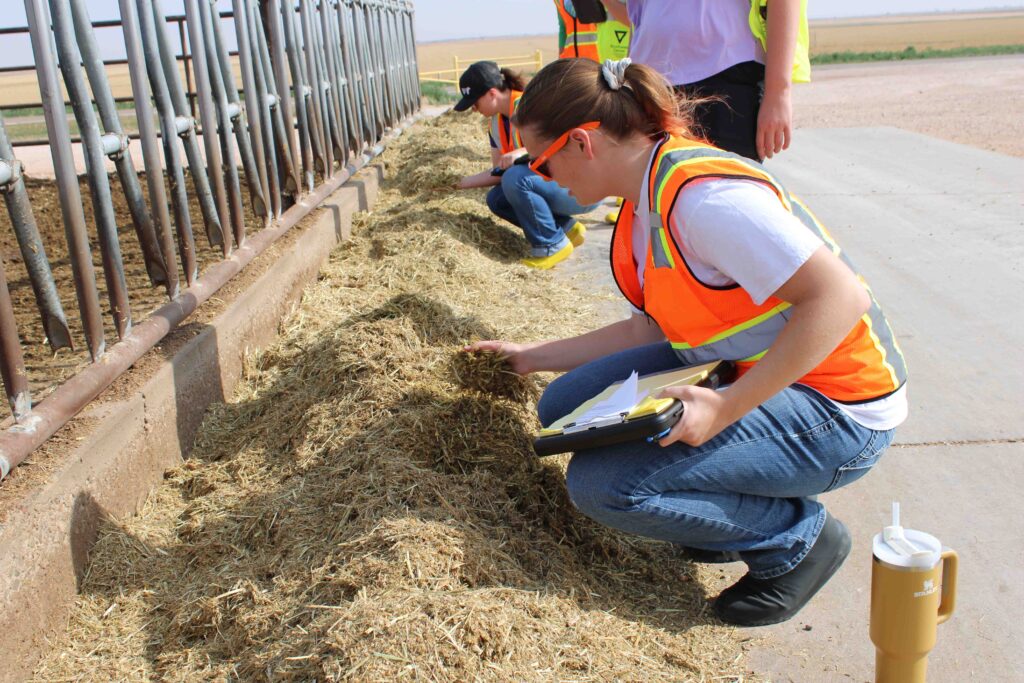 two female students can be seen crouching down and touching forage feed in front of a feed bunk for dairy cows. They are dressed in orange vests