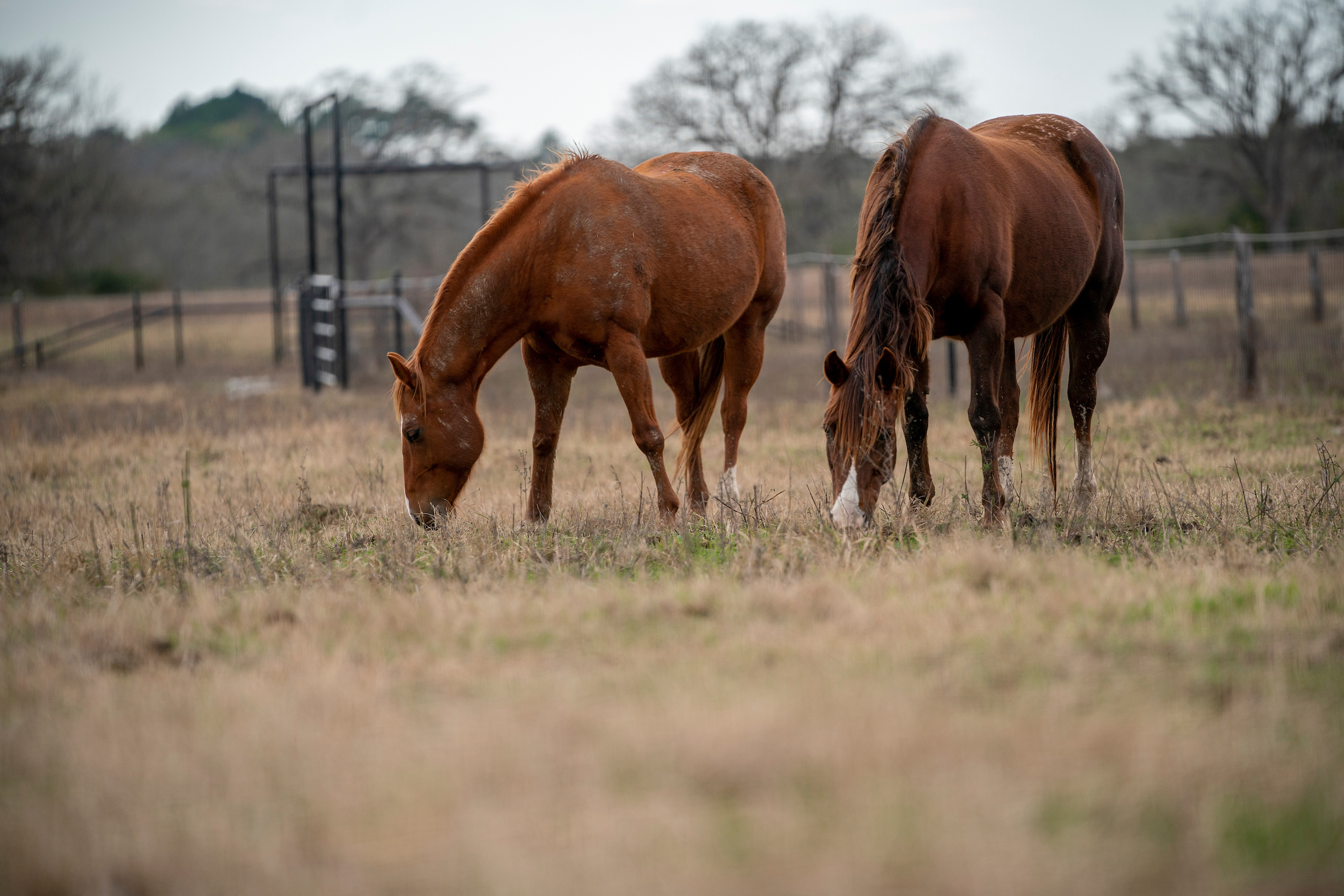 Two horses stand in an outdoor enclosure