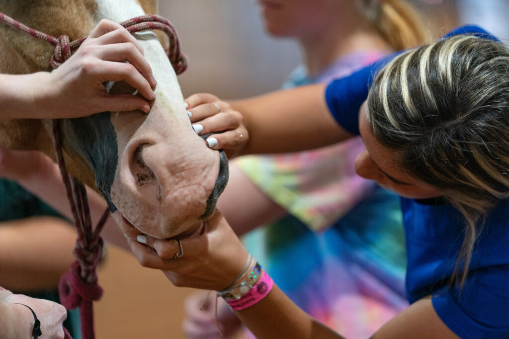 A veterinary professional inspects a horse's teeth