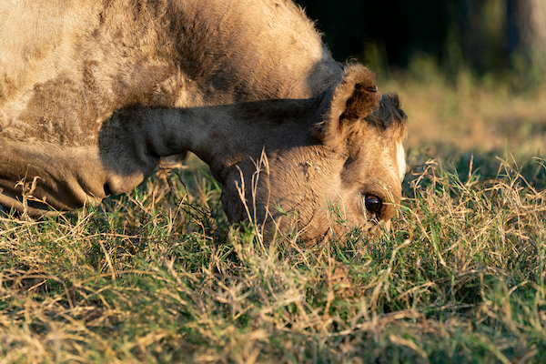 A cow grazes on grass. 