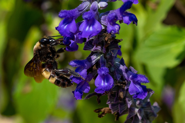 A pollinator on a purple flower