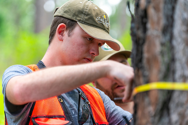 Forestry students measure a tree's diameter with a tape measurer.