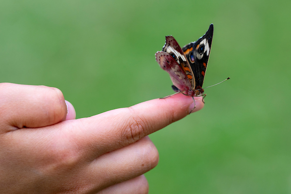 A colorful butterfly sits on someone's index finger.