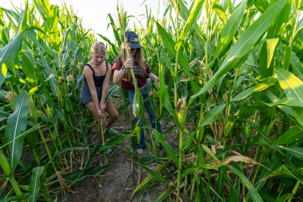 Two students pull stalks in a corn maze