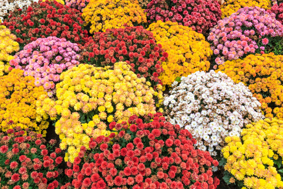 red, yellow, white and pink mums fill the picture frame