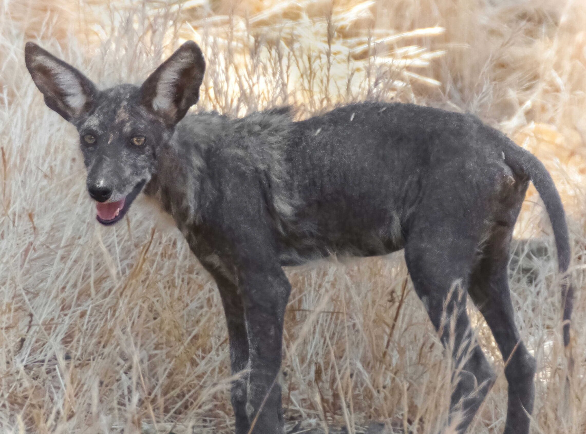 A coyote with dark skin in the late-stage of mange.