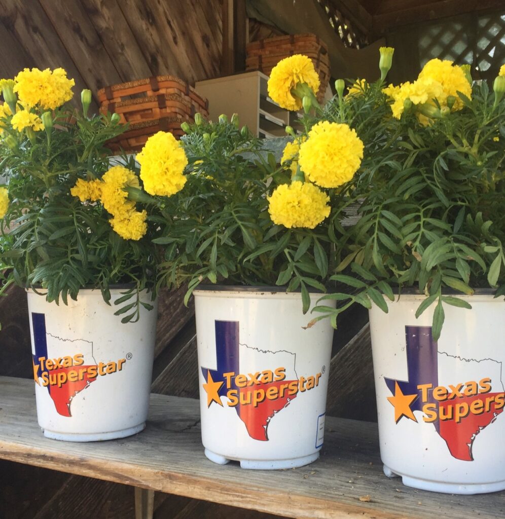 Three mari-mum plants in pots. They are all yellow and the pot displays the Texas Superstar logo.